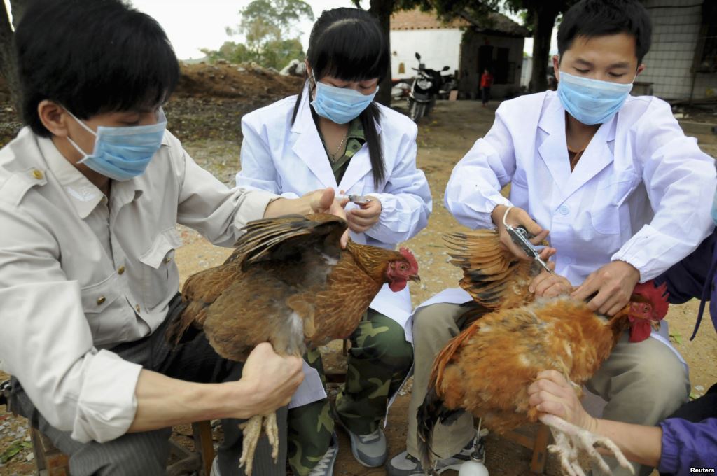 Vietnam se esfuerza por evitar contagio de gripe aviar H7N9 y H5N1